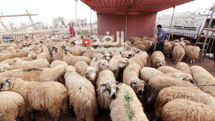 بلدية السلط تحدد مواقع بيع الأضاحي