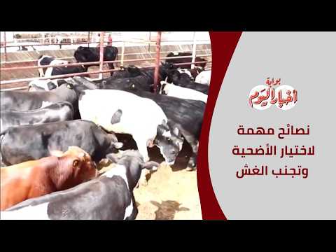 قبل شراء الأضحية.. اعرف أهم التحذيرات والنصائح لتجنب الغش
