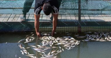 نفوق 300 طن من الأسماك بالعراق فى غضون ساعتين بسبب تلوث مياه نهر دجلة
