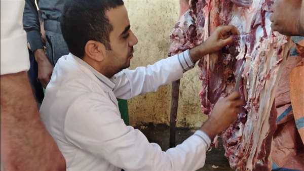 إعدام عجل جاموسي مصاب بـ"ديدان الساركوسيست" داخل مجزر بسوهاج