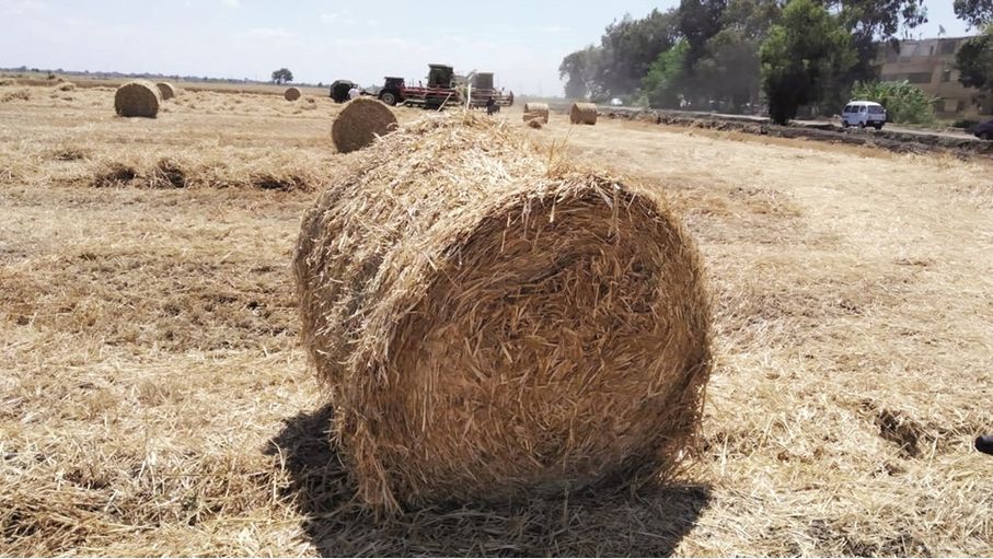 من عبء بيئي إلى مورد استثماري.. كيف يمكن إعادة توظيف المخلفات الزراعية؟