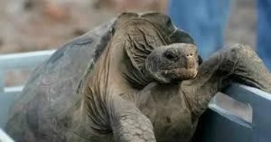 الإكوادور تطلق 158 سلحفاة عملاقة لإعادة إحياء سلالة انقرضت منذ 200 عام