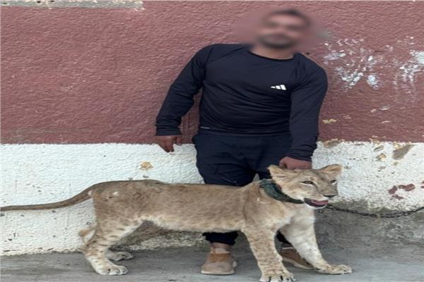 ضبط المتهم بتعريض حياة المواطنين للخطر بـ«حيوانات مفترسة» في شرم الشيخ