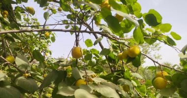 عمار يا مشمش.. شاهد حصاد الثمرة الذهبية من على الأشجار بالقليوبية