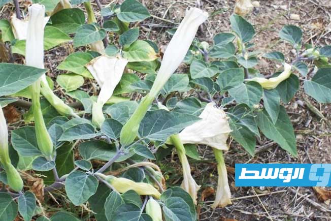 يسبب «الجنون».. اختصاصي يحذر من نبات خطير في شحات