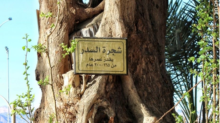 شجرة السدر بالعقبة.. جذور تروي سيرة الثورة وظلال تعانق الوطن
