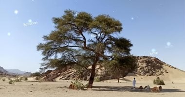 من الثريا إلى سهيل.. النجوم بوصلة الأودية الجبلية والبحر.. كيف يهتدى أهل البادية والصيادون بنجوم الصحراء الشرقية لمعرفة الطريق والاتجاهات.. وكشف أسرار طريقتهم لمعرفة سقوط المطر ودرجات الحرارة
