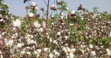 وزارة الزراعة تعلن الخريطة الصنفية للقطن لموسم 2026 وحظر الأنواع غير المعتمدة
