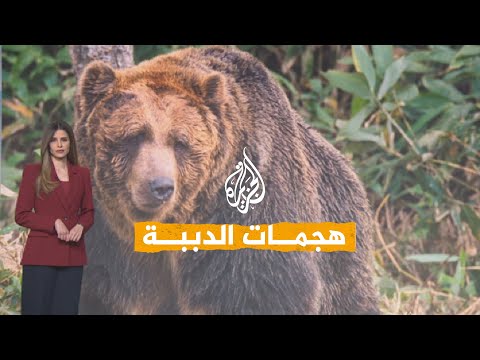 Networks | Panic in Japan: Bear attacks on the rise