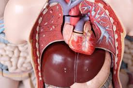 اكتشاف علمي جديد: مركّب طبيعي في الأمعاء يحمي الكبد