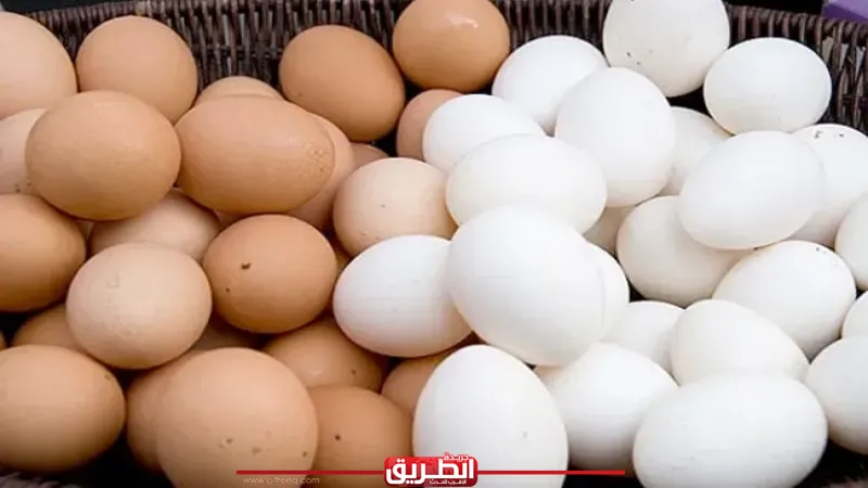 منتجي الدواجن: إنتاج البيض تجاوز الاكتفاء الذاتي بنسبة تصل إلى 40%