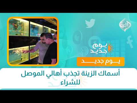 Ornamental fish attract Mosul residents to make purchases