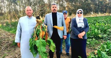 زراعة الإسماعيلية تتابع ميدانيا استعدادات حصاد محصول بنجر السكر بالقنطرة غرب