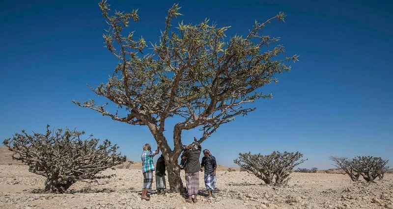 سلطنة عمان تسجل اللبان العماني دوليا كمؤشر جغرافـي فـي المنظمة العالمية للملكية الفكرية «الويبو»