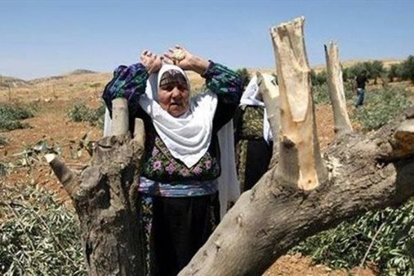 مستعمرون يقطعون عشرات أشجار الزيتون فى اللبن الشرقية الفلسطينية