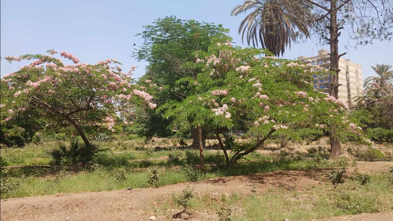 كنوز خضراء مهددة بالانقراض.. أبرز الأشجار النادرة في المحميات الطبيعية بمصر