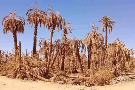 أزمة عطش ونخيل يحتضر.. تأجيلات “الطلقة المائية” تعمق جراح زاكورة وتشعل نداءات للتدخل (صور)