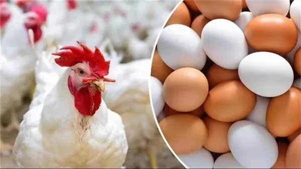 لماذا انخفضت أسعار الدواجن والبيض؟..الزيني يوضح الأسباب ويكشف توقعات ما بعد العيد