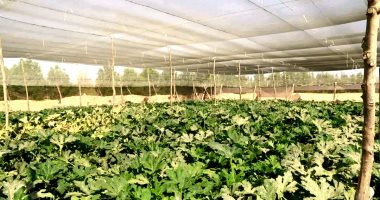قرى بشاير الخير بالمنيرة وأبو طرطور نموذج مثالى لمشروع الجذب السكاني بواحات الوادى الجديد.. منزل جاهز للسكن وقطعة أرض مزروعة وخدمات متكاملة بدعم كامل من الدولة.. والصوب الزراعية توفر احتياجات المواطني