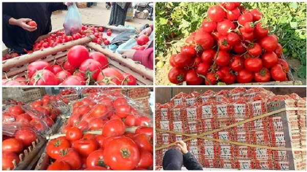 كيلو الطماطم تجاوز الـ50 جنيها.. خبراء اقتصاد يوضحون الأسباب.. ومزارعون