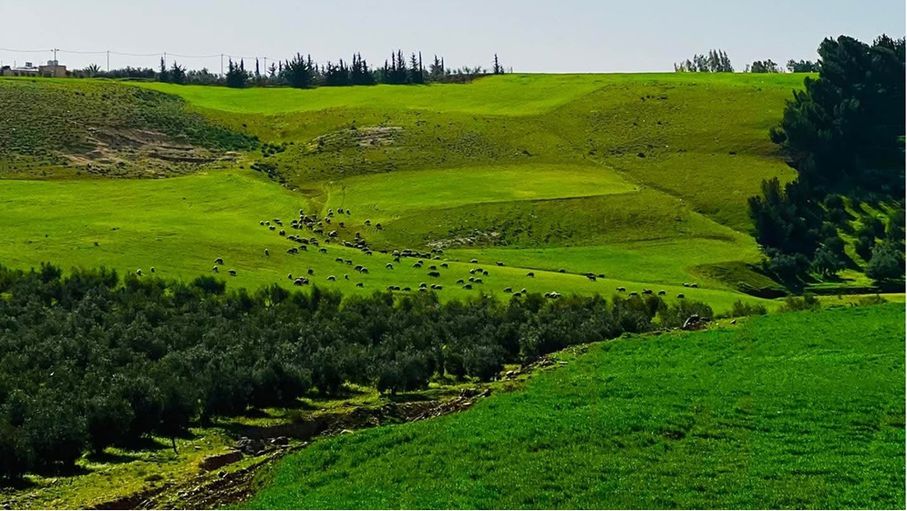 ربيع إربد يستقطب آلاف المتنزهين في الجمعة الأخيرة قبل رمضان