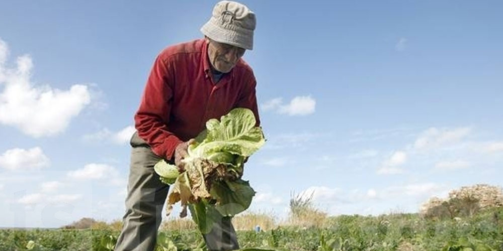 Agriculture en Tunisie : financement, eau et semences locales au cœur des nouvelles décisions