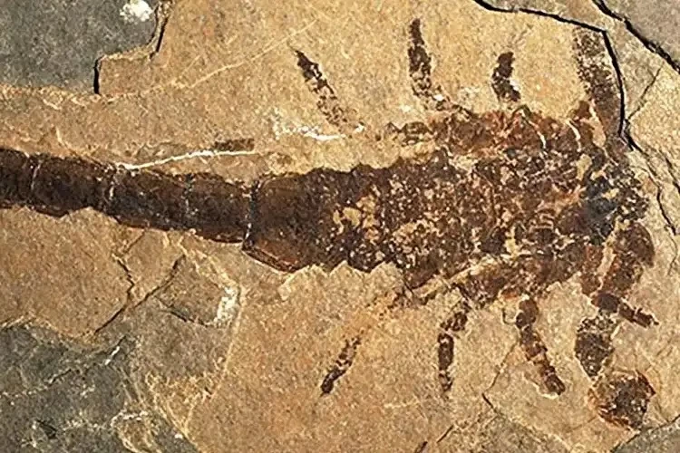 حل لغز عمره 150 عاماً.. العلماء يوقظون «T-Rex» عالم المفصليات وأكبر عقرب في تاريخ الأرض!