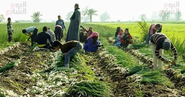 الزراعة وتجارة الجملة أعلى الأنشطة الاقتصادية جذبا للعمالة في مصر عام 2025