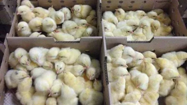 انخفاض الأربو وارتفاع الكب، أسعار الكتاكيت والبط اليوم الأحد في بورصة الدواجن