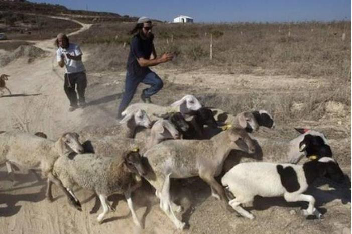 مستعمرون يهاجمون تجمعا بدويا غرب أريحا ويسرقون عدداً كبيرا من الأغنام