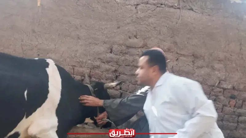 بيطري قنا : تحصين 91,413 رأس من الحيوانات ضد الجلد العقدي وجدري الأغنام