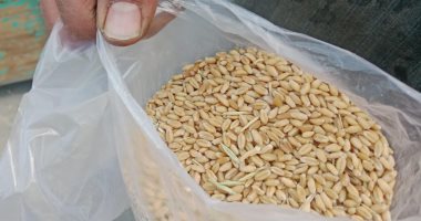 تموين الأقصر تتسلم 152.2 طن من الأقماح خلال 48 ساعة داخل مواقع التخزين