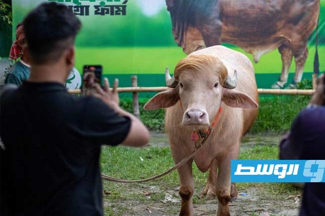 جاموس «دونالد ترامب» النادر في بنغلاديش يصبح نجم عيد الأضحى