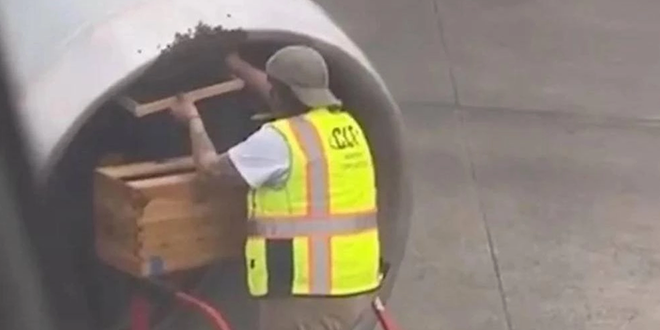 نحل يؤخر طائرة أمريكية عن الإقلاع (فيديو)