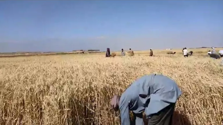 توريد 78 ألف طن قمح محلي بالفيوم منذ بداية الموسم (صور)