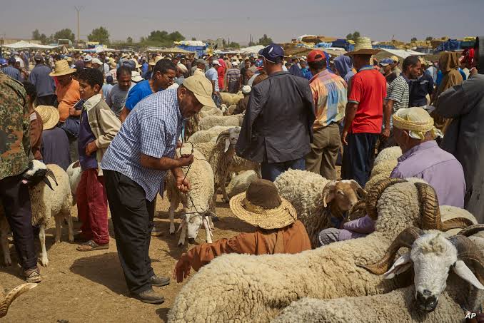 على بعد أسابيع من عيد الأضحى.. مطالب لوزير الفلاحة بتوضيح إجراءات مراقبة وضبط أسعار المواشي تفاديا للمضاربات
