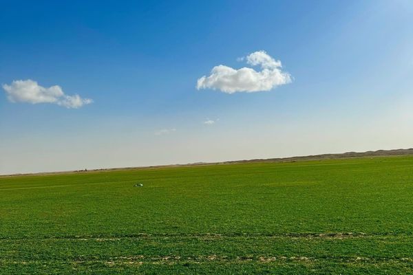 أمطار الربيع تنعش الغطاء النباتي في الشمالية