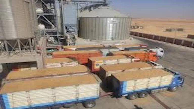 الوادي الجديد تورد أكثر من نصف مليون طن قمح حتى أول يوليو