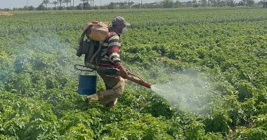 مزارعو البطاطس بالدقهلية: واجهنا التقلبات الجوية وتمكنا من حماية المحصول