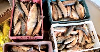 مشروعات الاستزراع السمكى فى مركز بلاط تغطى السوق من البورى والبلطى والمبروكة.. المحافظة توجه بالتوسع فى المشروعات بالقرى وإنشاء الصوب الزراعية وريها بمياه صرف مزارع الأسماك.. وطرح المنتجات بأسعار مخفض