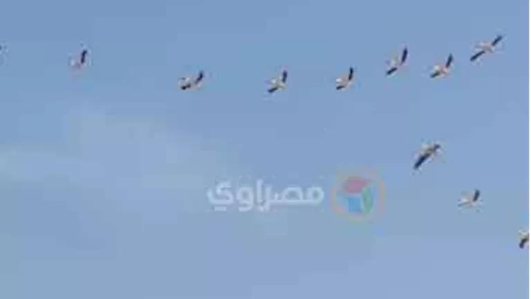 الطيور المهاجرة تثير اعجاب المواطنين بمدينة طور سيناء