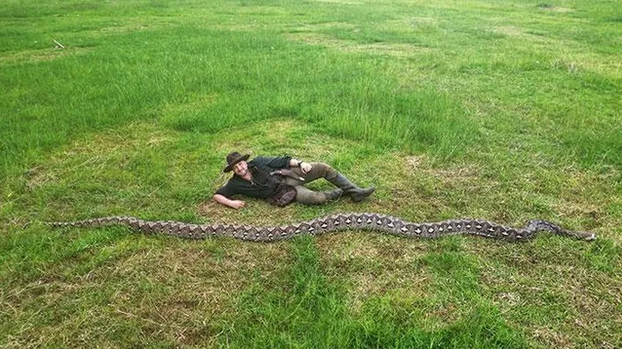 إدراج أفعى إندونيسية بطول 7.2 أمتار في موسوعة غينيس كأطول أفعى برية موثقة