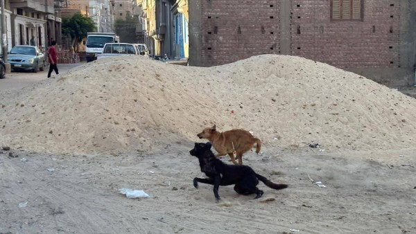 متأثرا بإصابته.. وفاة صغير بعد عقره من 4 كلاب ضالة في الشرقية