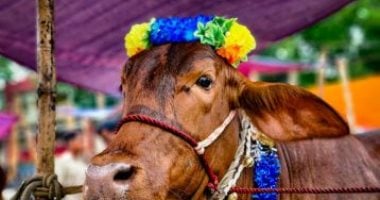تفسير حلم ذبح الأضحية.. رغبة فى التحرر وتوتر داخلى