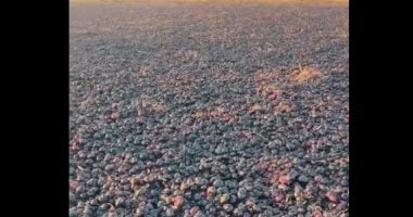 تغطية تليفزيون اليوم السابع لحريق 15 فدان بصل في الدقهلية