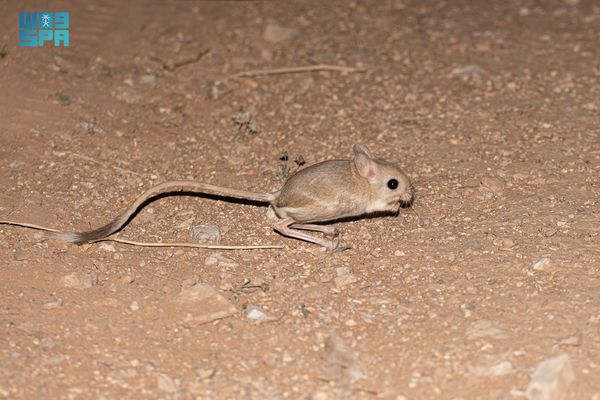 الجربوع العربي.. أيقونة التكيّف في صحراء الحدود الشمالية