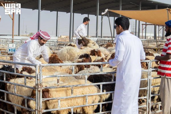 إقبال على شراء الأضاحي في محافظة حفر الباطن