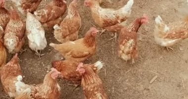 أسعار الفراخ البيضاء اليوم الإثنين 8