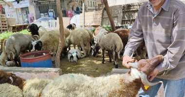 أضاحي العيد.. رواج فى حركة البيع بسوق الخراف بالإسكندرية