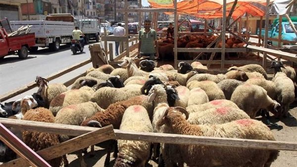هل يجوز الاشتراك في خروف الأضحية؟ اعرف الحكم الشرعي